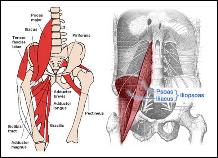 What Muscles Make Up The Hip Flexor Complex At Michael Tipping Blog